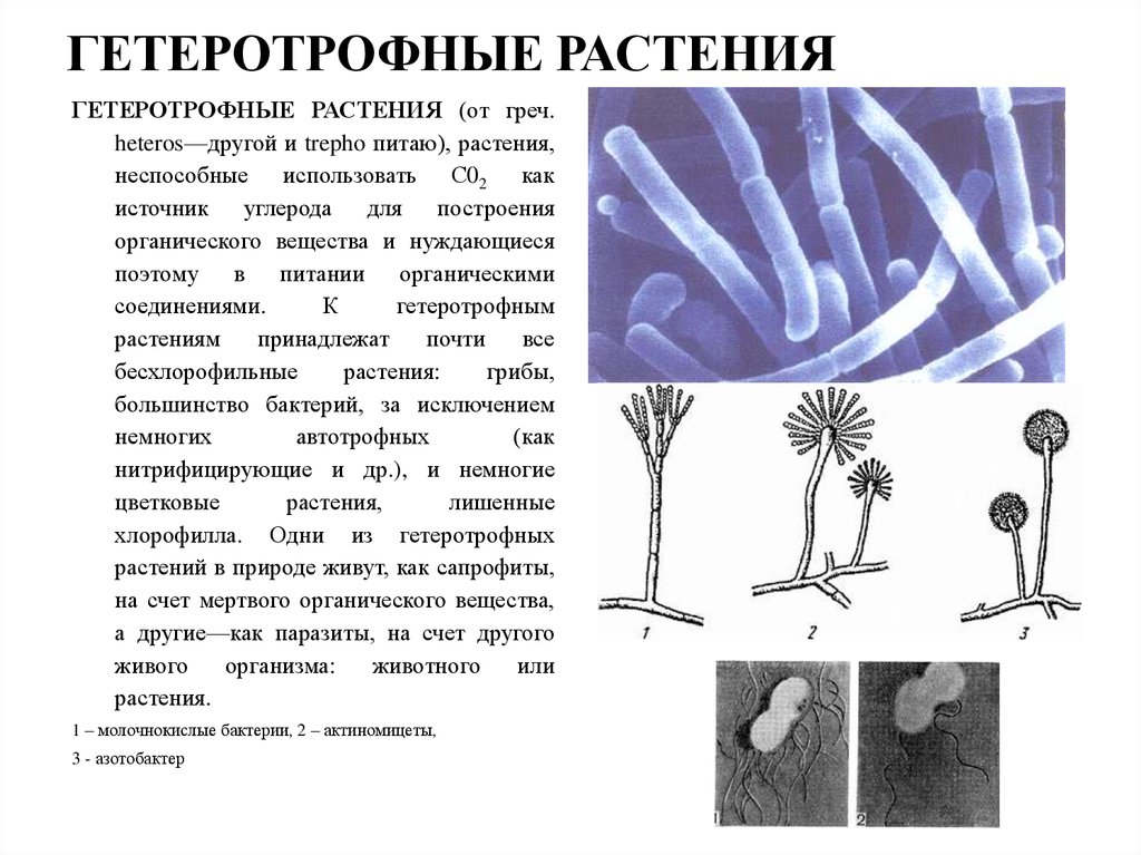 Гетеротрофные. Гетеротрофные растения. Растения с гетеротрофным питанием. Гетеротрофныерамтенич. Растения с гетеротрофным питанием примеры.