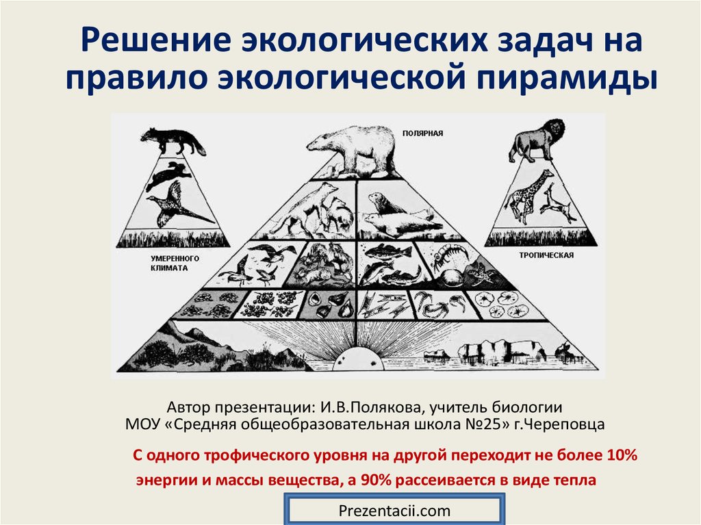 Правила пирамиды. Задачи на экологическую пирамиду с решением. Задачи на экологические пирамиды. Закон экологической пирамиды. Решение задач по правилам экологических пирамид.