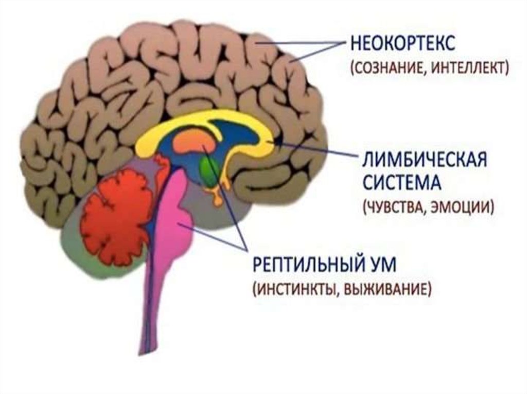 Схема п маклина