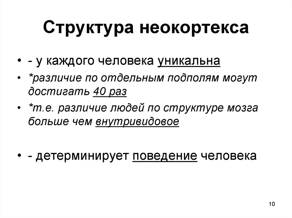 Структура неокортекса