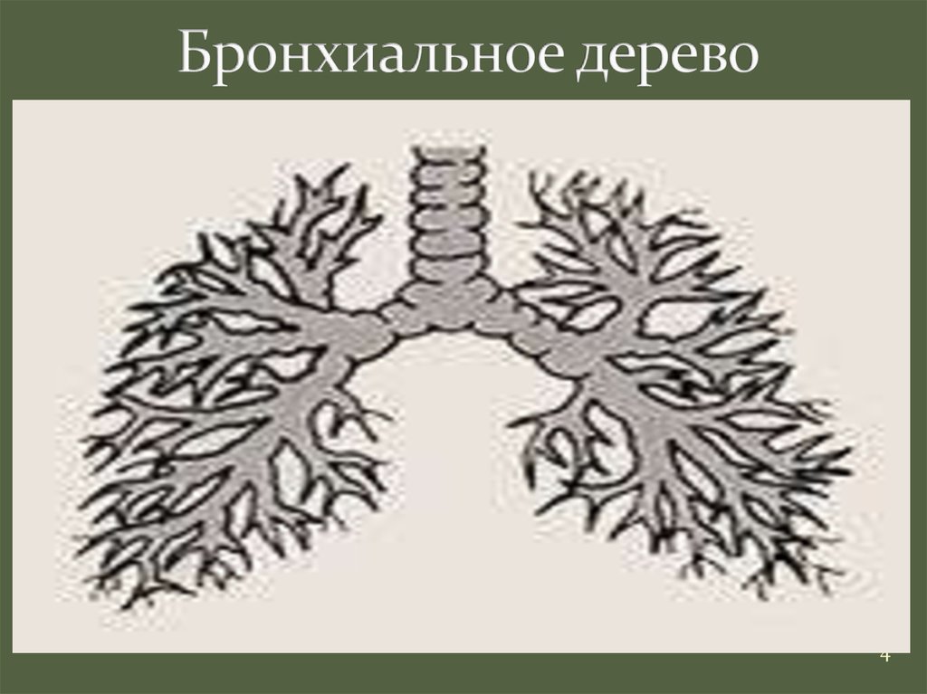 Бронхиальное дерево. Выкашлял бронхиальное дерево. Болезнь бронхиальное дерево. Бронхиальное дерево лошади. Отёк бронхиального дерева.