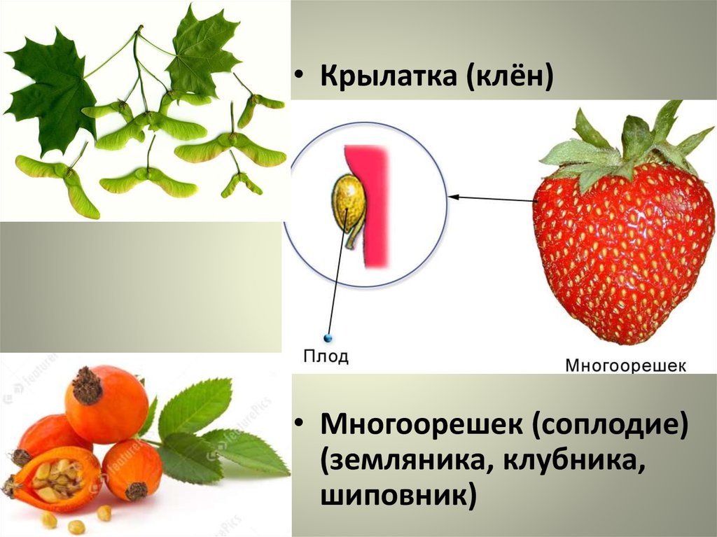 Где развиваются семена шиповника. Плод шиповника многоорешек. Типы плодов многоорешек. Земляника плод многоорешек. Многоорешек строение.