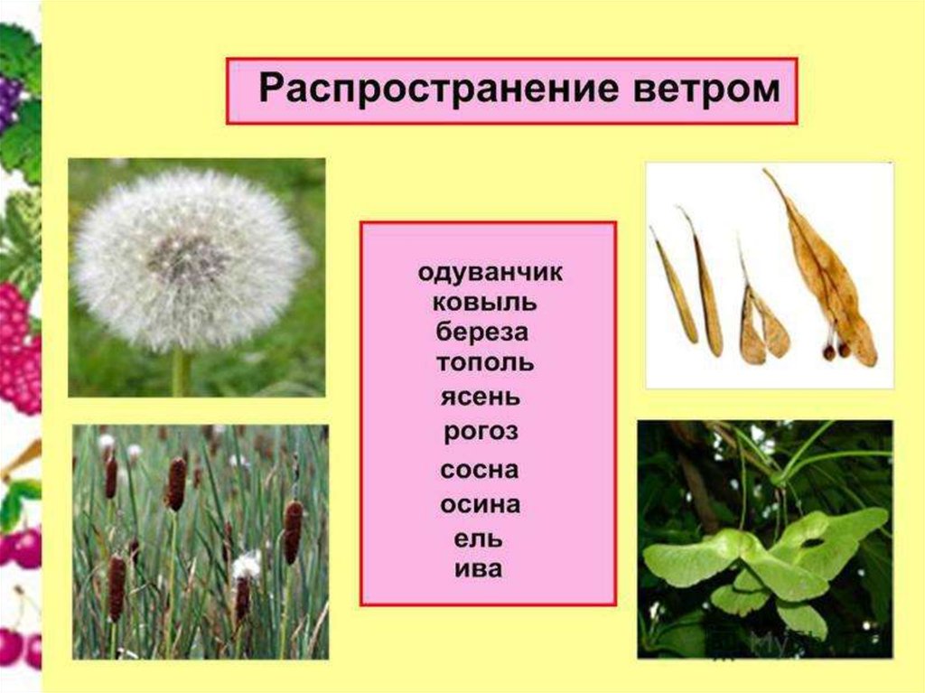 Распространение семян ветром и животными. Семена растений распространяются. Распространение плодов и семян. Распространенные растения. Типы распространения плодов и семян.