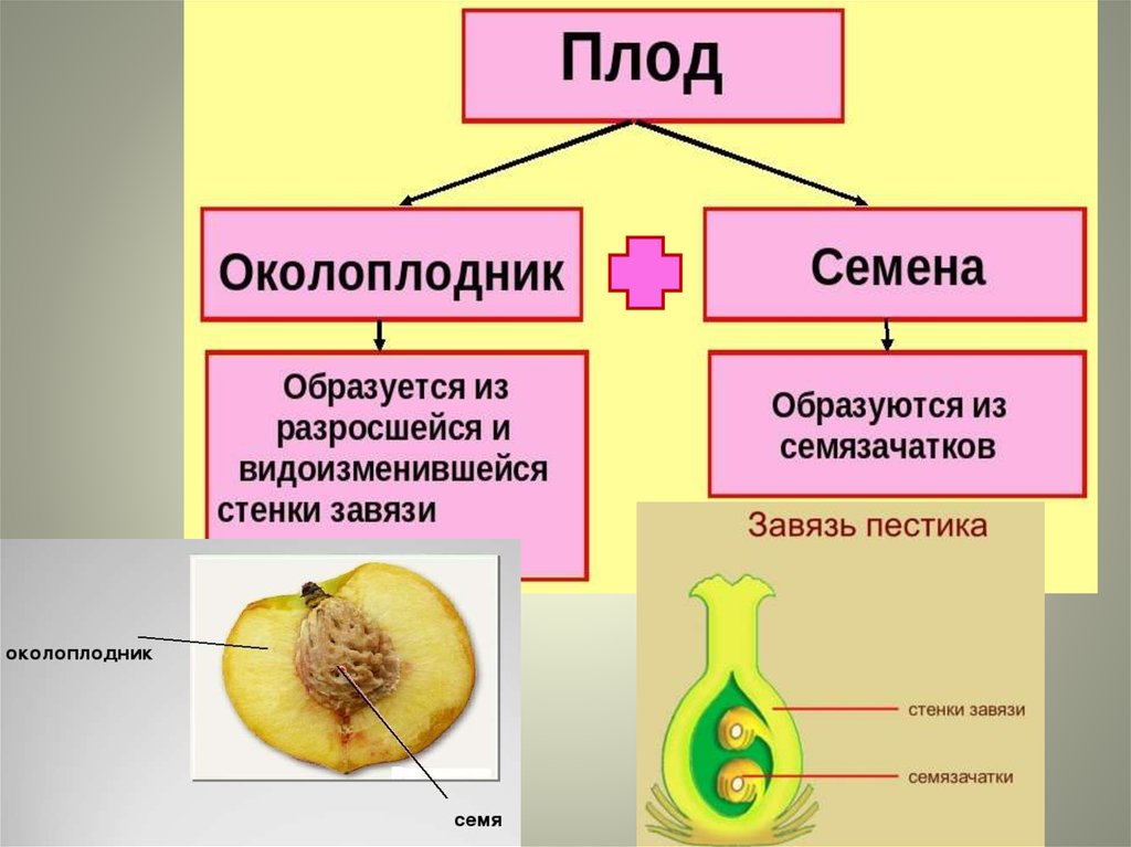 Как образуется зародыш растения 6 класс. Плод развивается из. Строение плода. Структура плода. Образование плодов и семян.