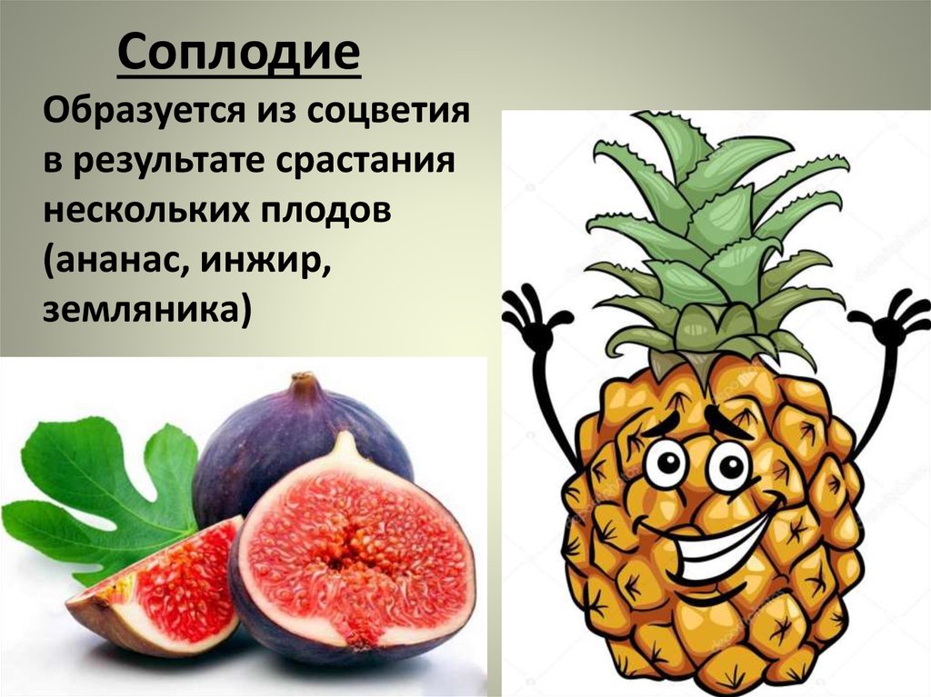 Простые плоды сложные плоды соплодия. Плод соплодие. Соплодие образовалось. Соплодия у растений. Соплодия примеры плодов.