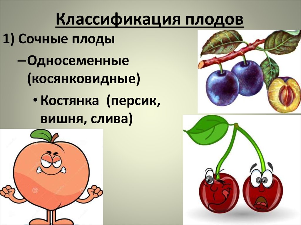 Какой из перечисленных плодов является односеменным. Классификация плодов костянка. Классификация плода вишни. Односеменной плод костянка. Плоды классификация плодов.