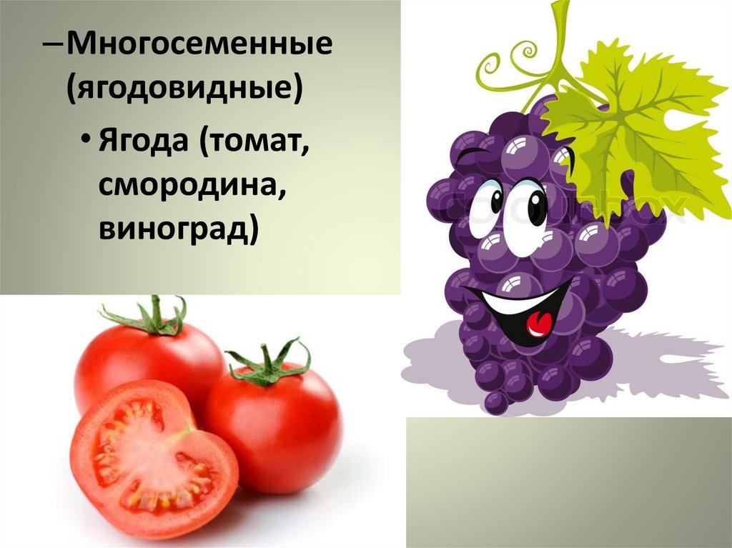 Примеры ягодовидных плодов. Ягодовидные. Ягода многосеменной. Ягодовидные плоды. Томат ягода многосеменной.