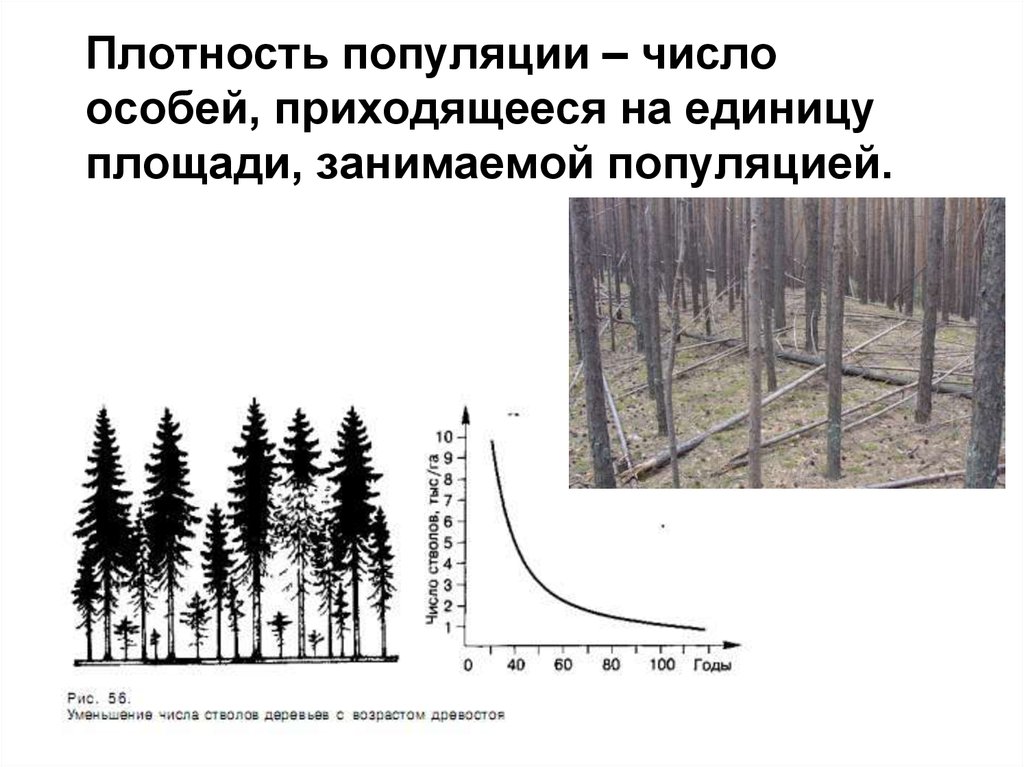 Количество особей. Плотность популяции. Плотность особей. Плотность популяции это в биологии. Плотность популяции это в экологии.