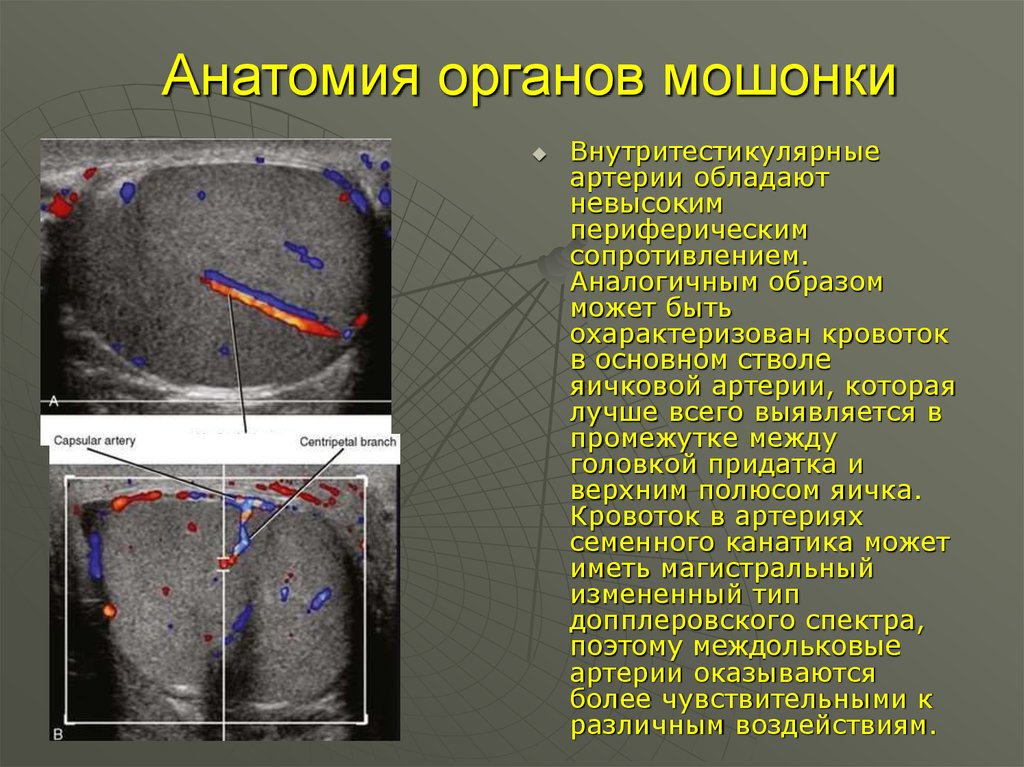 Полюса яйца