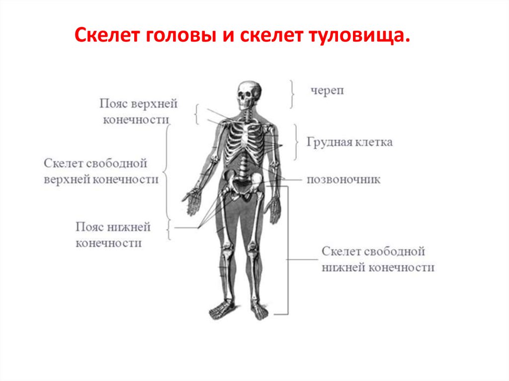 Скелет туловища конечностей. Отделы скелета конечностей. Скелет головы скелет туловища скелет верхней и нижней конечностей. Отделы тела конечности пояса конечностей.
