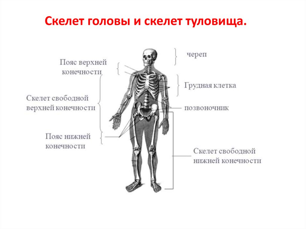 Голова туловище верхние конечности нижние конечности. Отделы скелета конечностей. Скелет головы и туловища. Отделы скелета пояса. Отделы скелета туловища череп.