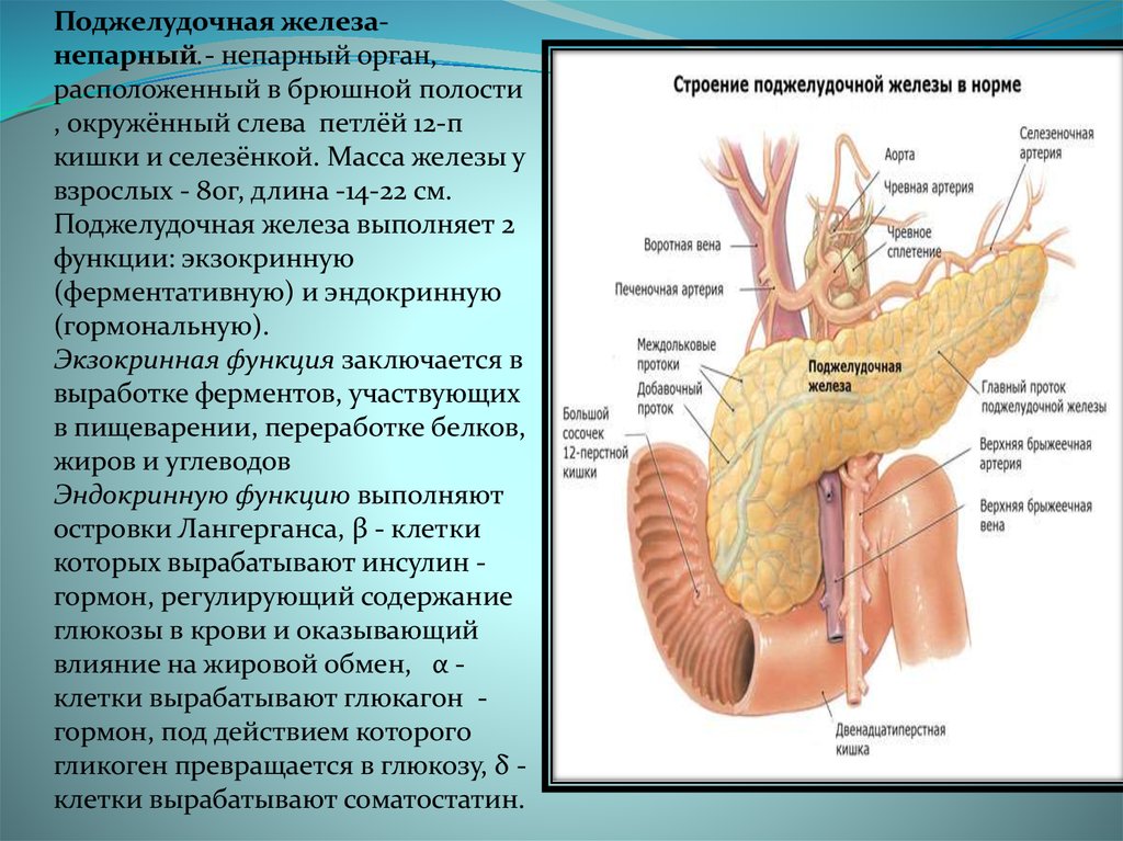 Поджелудочная свиньи