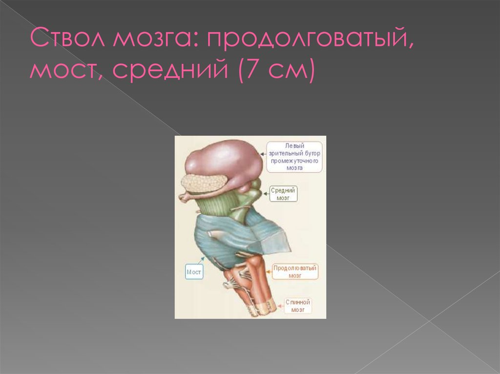 Средний мозг тесты. Ствол мозга из пластилина. Атлант и ствол мозга. Спинномозговой ствол.