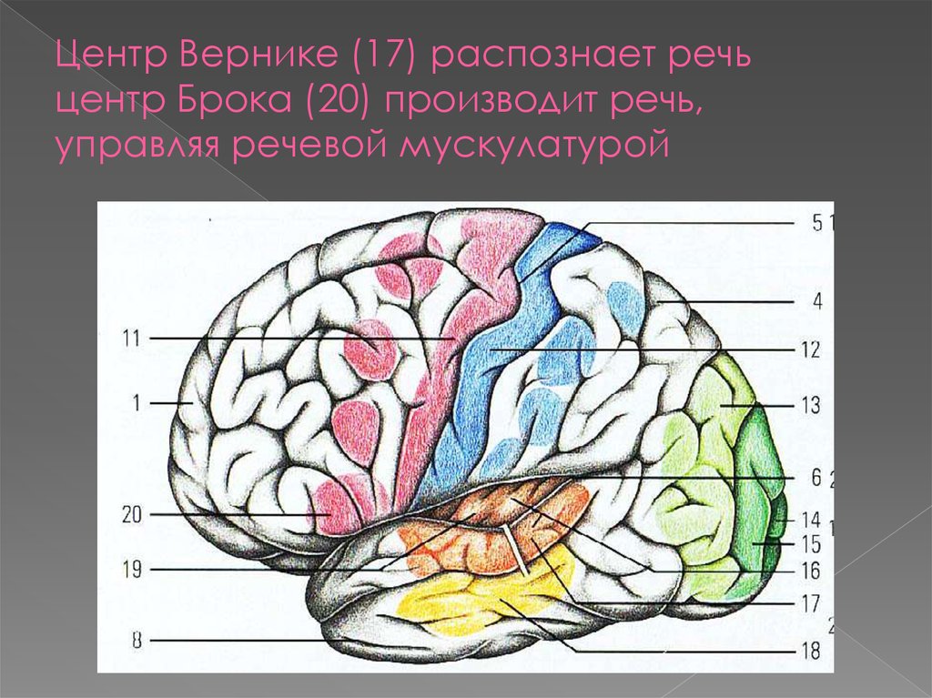 Центральная извилина мозга. Большие полушария головного мозга вид сбоку. Теменно-затылочная борозда мозга.