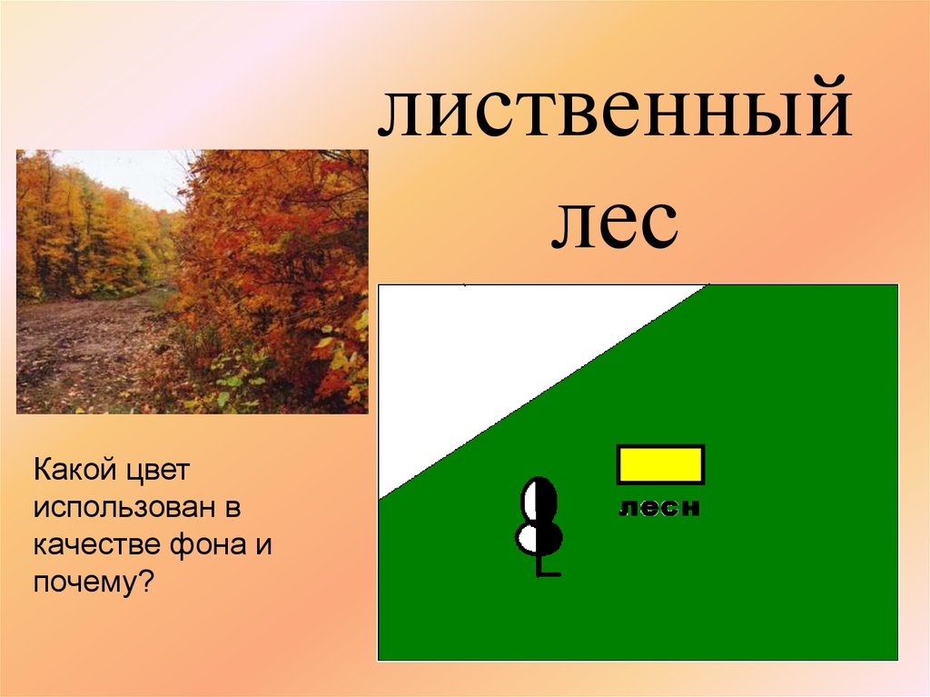 Хвойный лес план местности