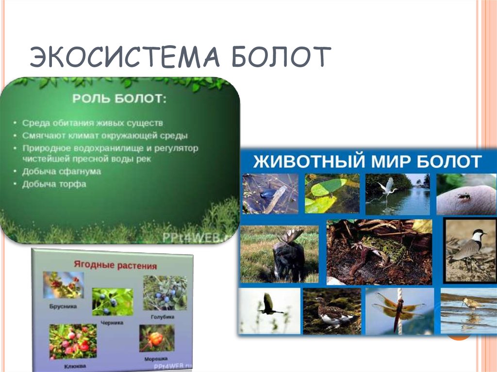 Сообщество болото 5 класс биология. Экосистема болот. Описание экосистемы болота. Экосистема болота биогеоценоз. Экосистема картинки для презентации.