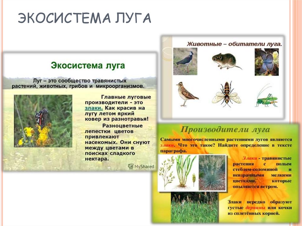 Экосистема луг для дошкольников презентация