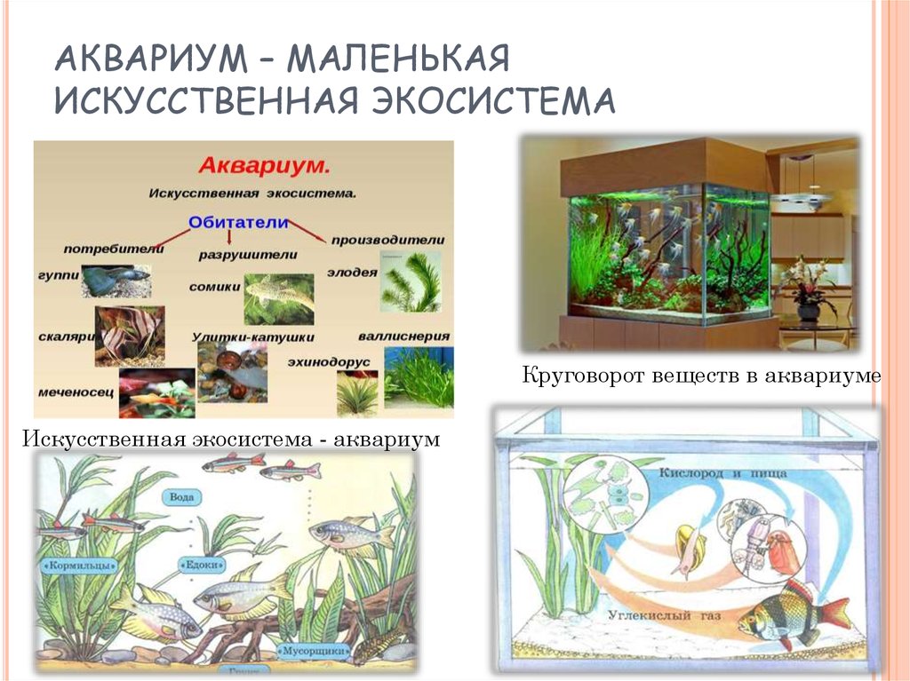 Какие организмы живут в аквариуме 5 класс