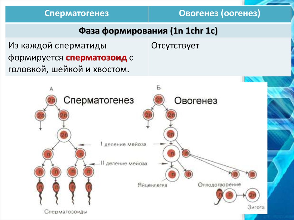 Возраст половых клеток. Схема основных этапов сперматогенеза и овогенеза. Гаметогенез сперматогенез овогенез. Сперматогенез и овогенез стадии развития. Схема сперматогенеза и овогенеза.