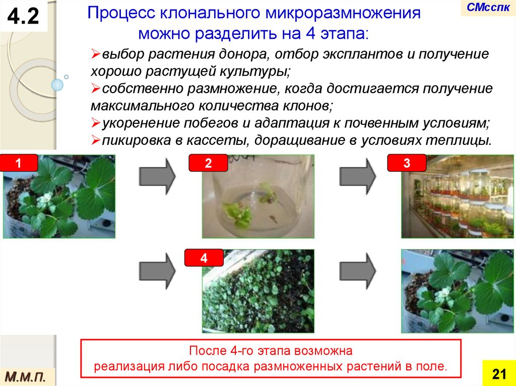 Этапы микроклонального размножения. Микроклональное размножение растений схема. Клональное микроразмножение растений этапы. Стадии микроклонального размножения растений. Минусы технология клонального микроразмножения растений.