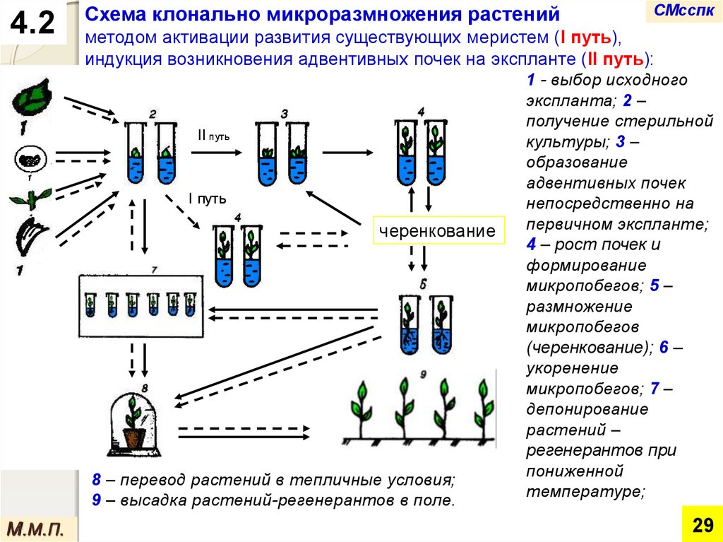 Этапы микроклонального размножения. Клональное микроразмножение растений этапы. Метод микроклонального размножения растений. Микроклональное размножение схема. Схема микроклонального размножения растений.
