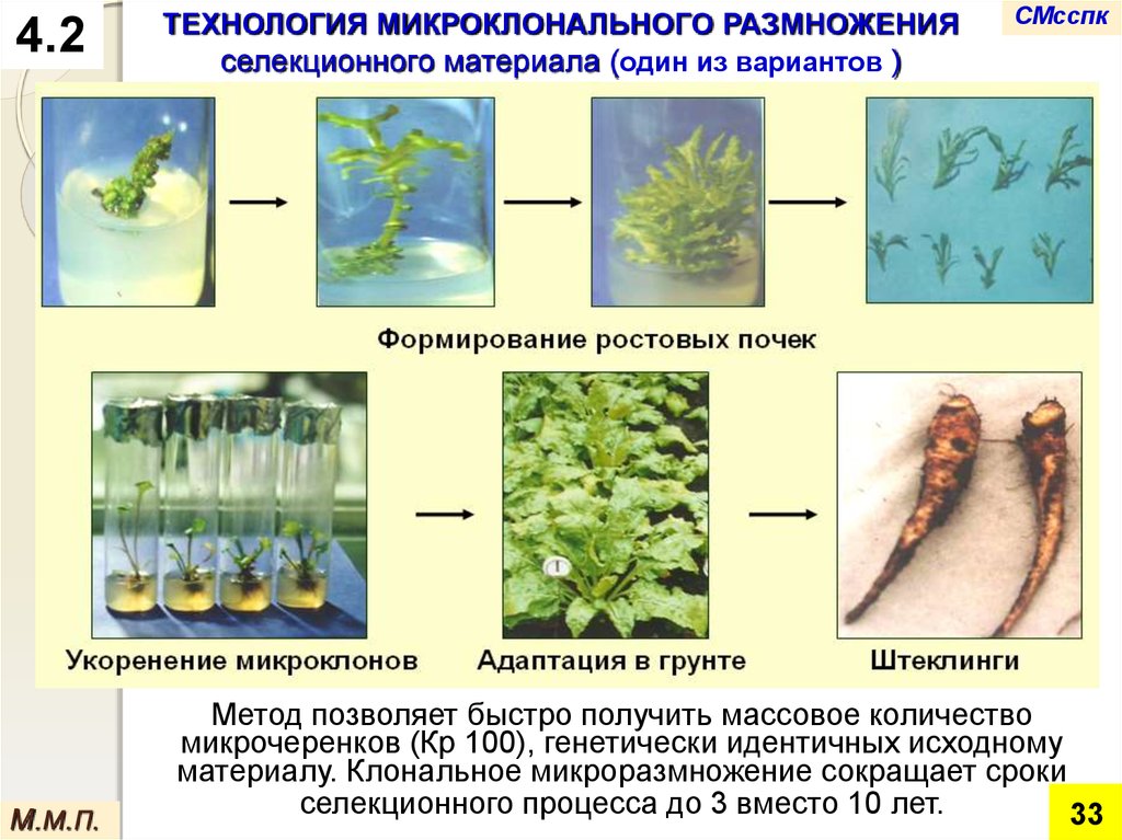 Этапы микроклонального размножения. Технология клонального размножения. Технология клонального микроразмножения растений. Микроклональное размножение растений схема. Этапы микроклонального размножения растений.