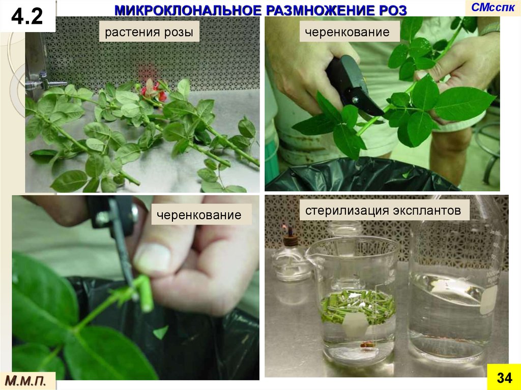 Презентация клональное микроразмножение растений