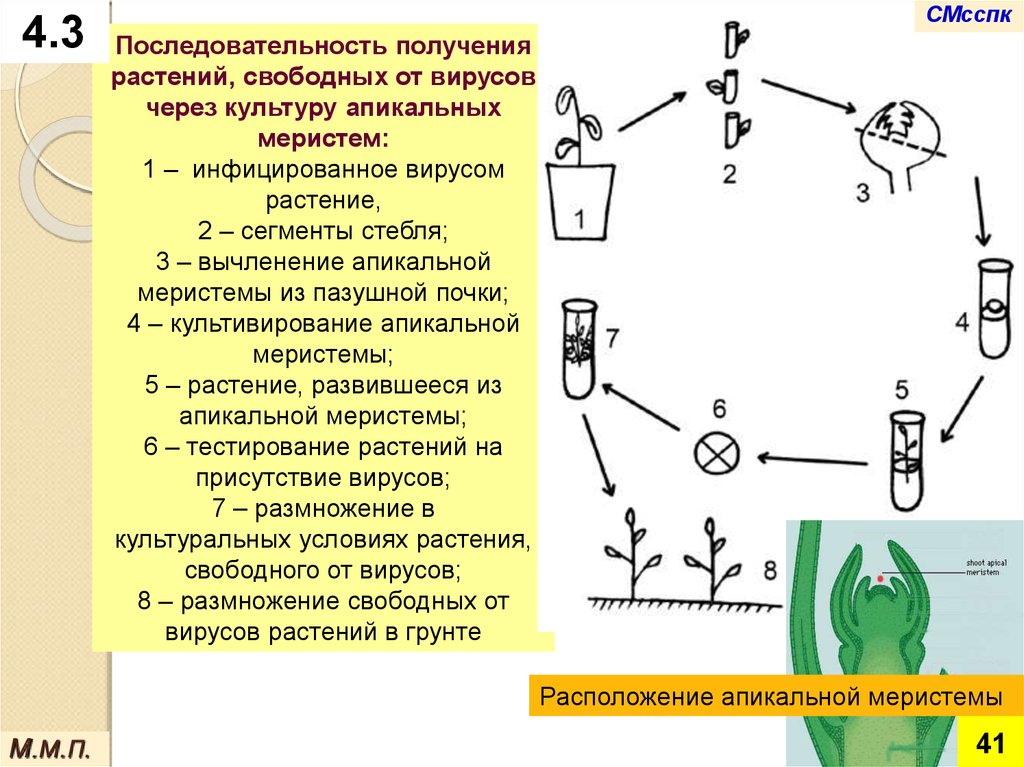 Этапы микроклонального размножения. Схема микроклонального размножения растений. Получение безвирусных растений. Апикальная меристема. Культура вирусов растений.