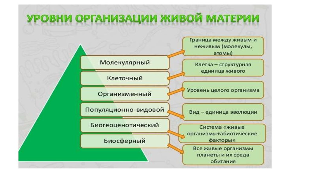 Уровни живого. Уровни организации живой материи. Основные уровни организации живой материи таблица. 7 Уровней организации живой материи. Уровни организации живой материи характеристика кратко.