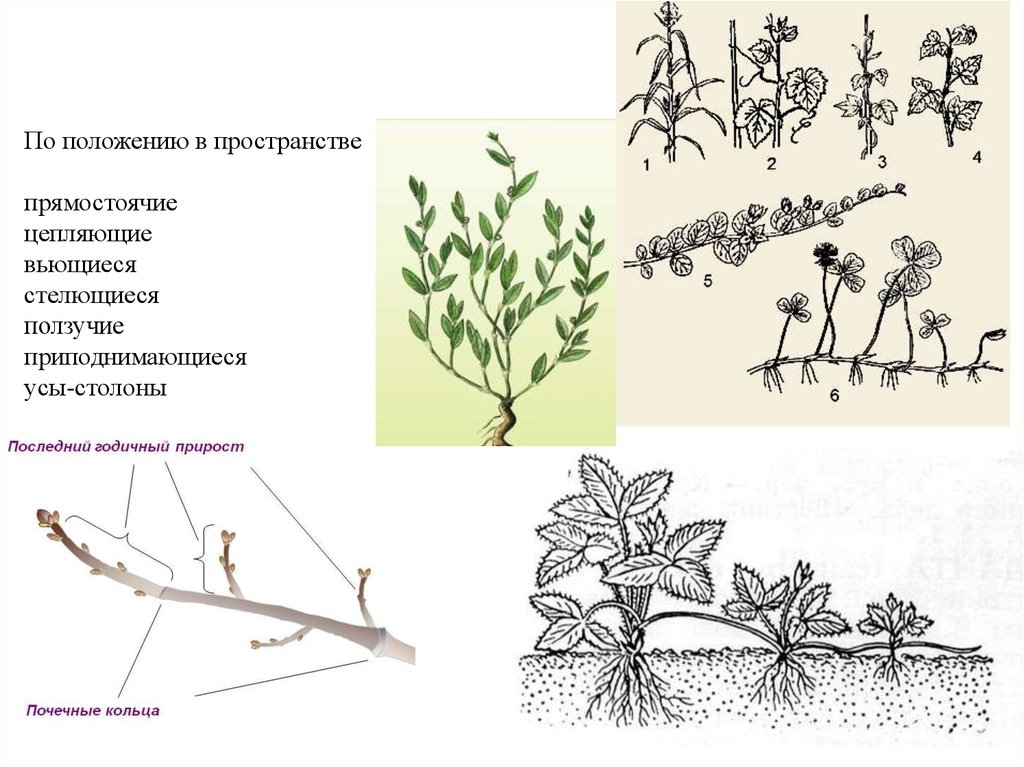 3 типа побегов
