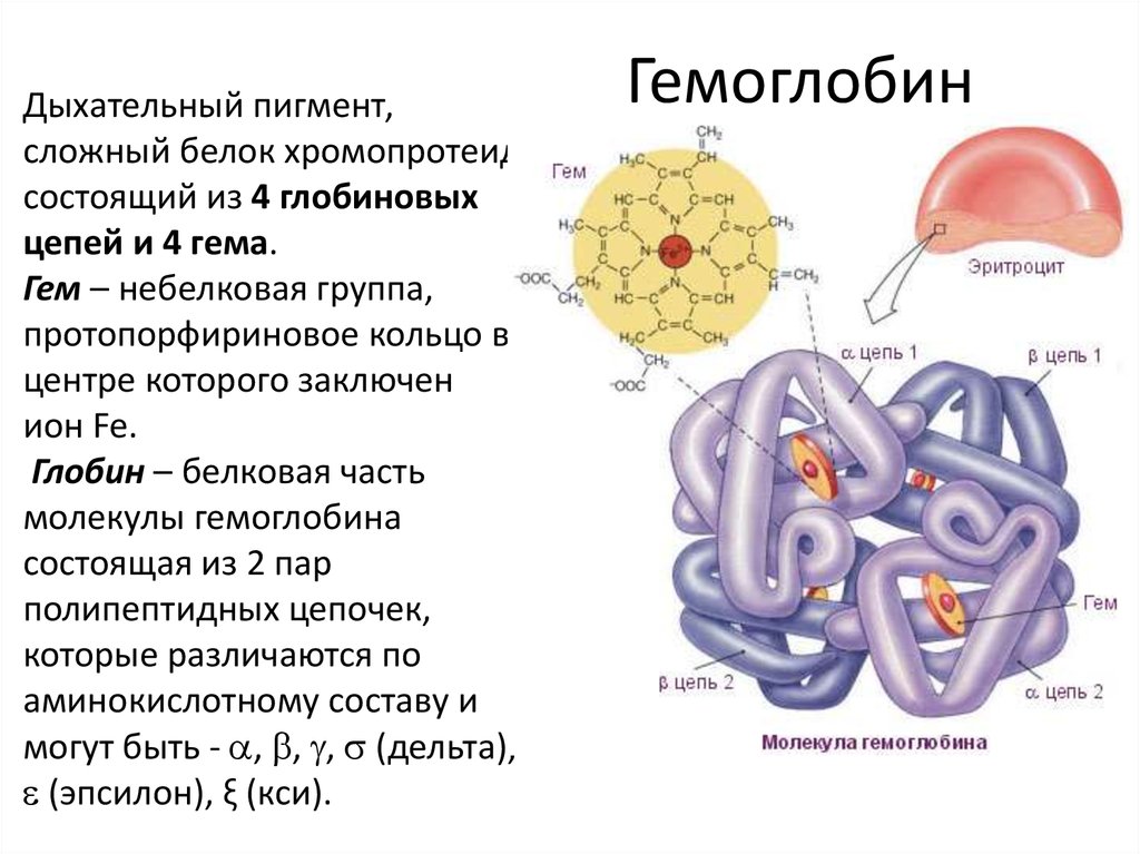 Гемоглобин строение виды