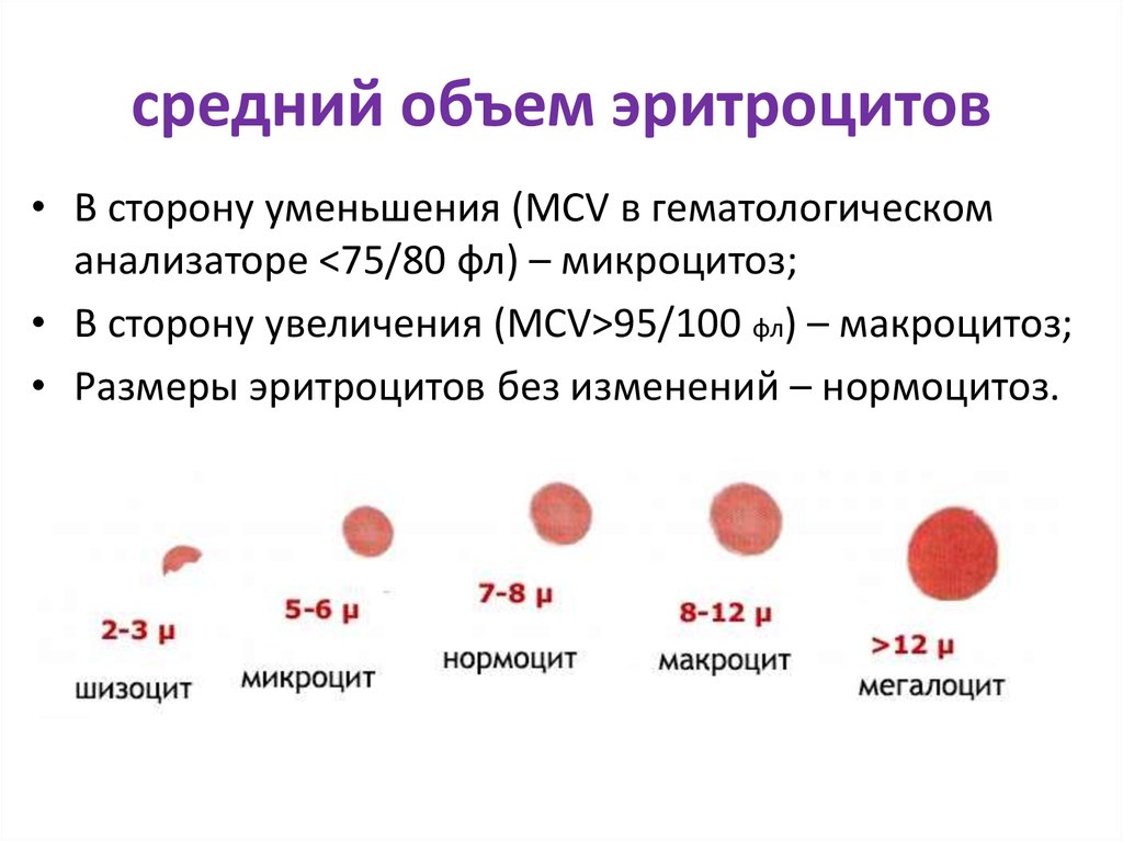 Уменьшение объема эритроцитов. Средний объем эритроцитов MCV норма. Средний объем эритроцитов норма фл. Норма среднего объема эритроцитов в крови. Средний объем эритроцитов (фл или мкм3).