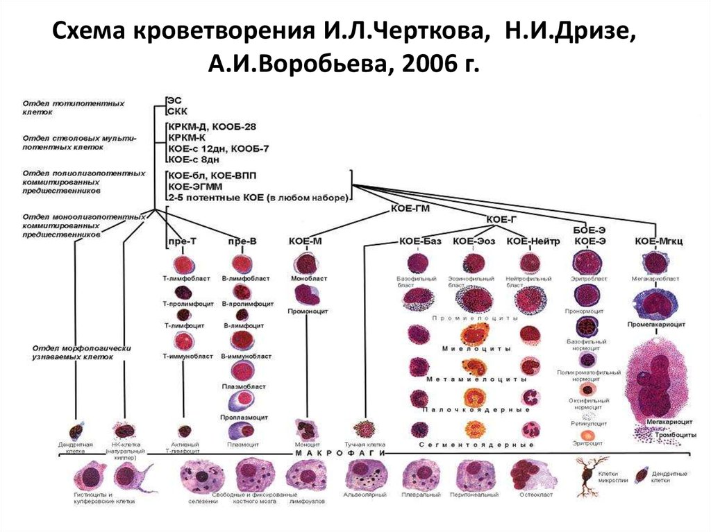 Клетки крови схема