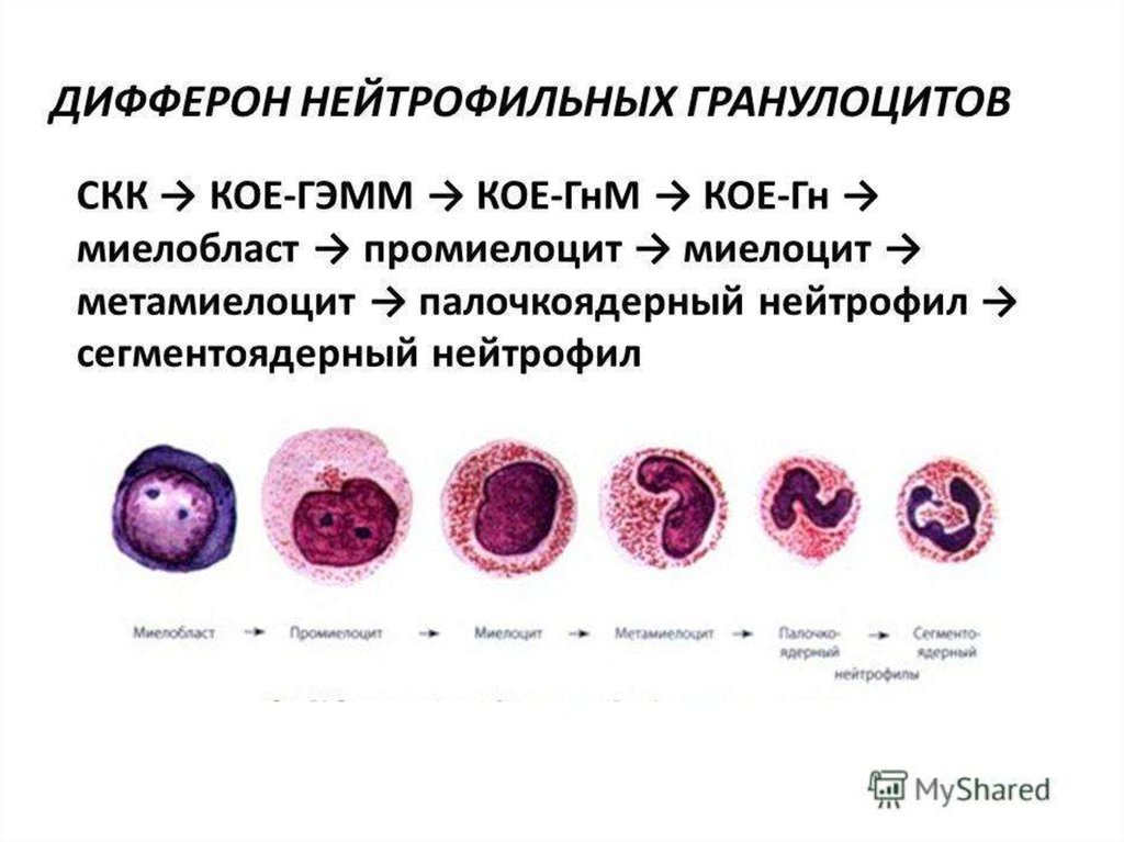 Схема созревания нейтрофилов