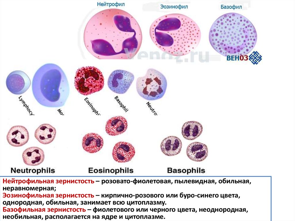 Эозинофилы цвет. Специфическая зернистость эозинофилов. Базофильная зернистость нейтрофилов. Токсическая зернистость нейтрофилов. Специфическая зернистость нейтрофилов.