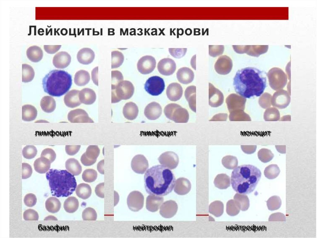 Мазок крови человека рисунок с обозначениями