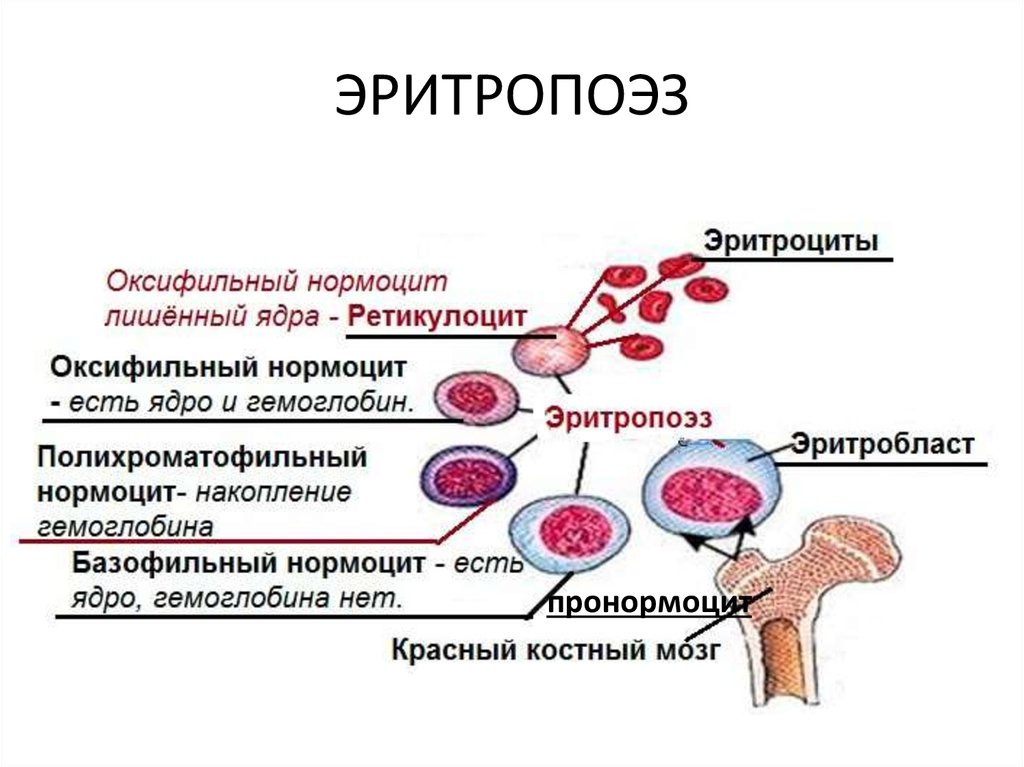 Образование эритроцитов. Схема созревания кровяных клеток. Созревание эритроцита схема. Стадии образования эритроцитов. Формирование клетки эритроцитов.