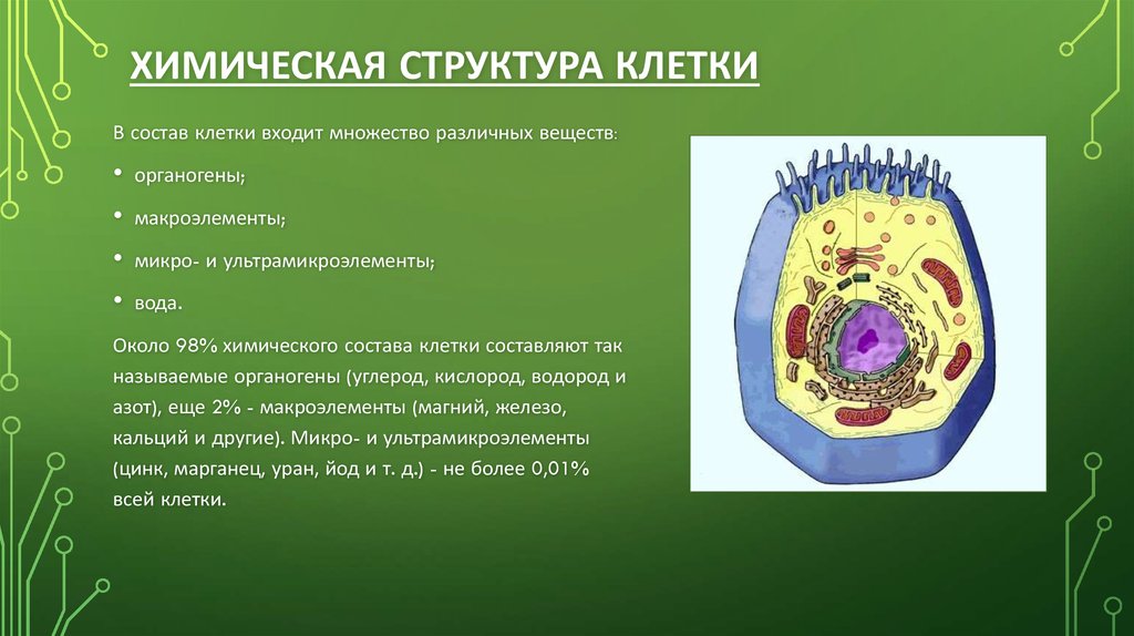 Проект большой мир маленьких клеток