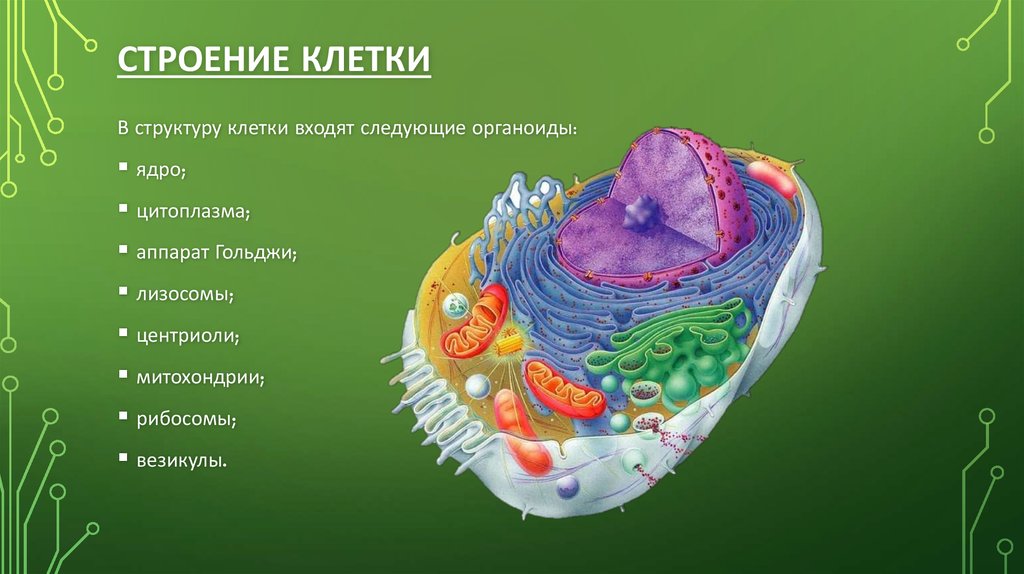 Что сложнее компьютер или клетка почему 5 класс