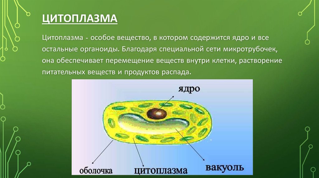 Органоид клетки ядро функции. Состав цитоплазмы растительной клетки. Что такое цитоплазма в биологии 5 класс. Строение цитоплазмы растительной клетки. Цитоплазма растительной клетки состоит из.