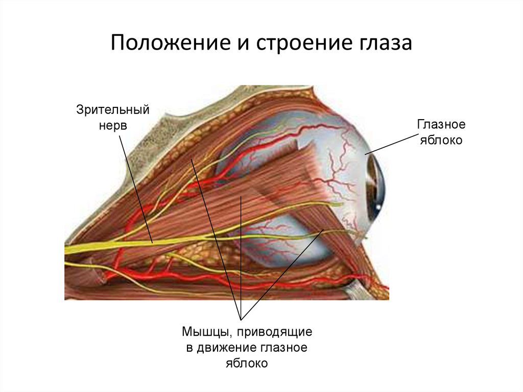 Хрусталик глаза строение фото