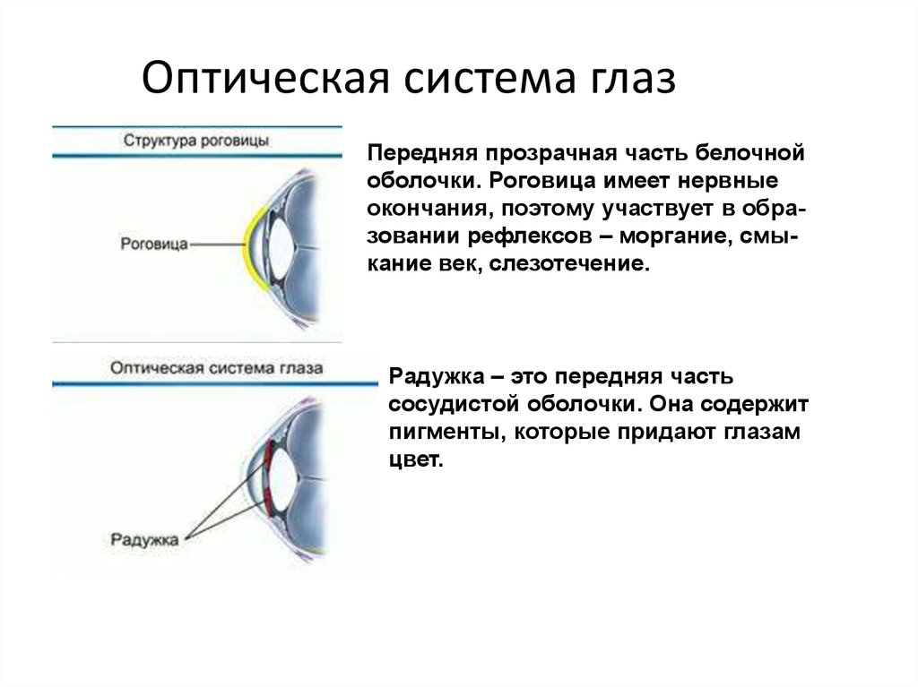 Последовательность оптических структур глаза. Оптическая система глаза строение глаза физика. Строение роговицы глаза. Роговица – передняя прозрачная часть белочной оболочки.. Оптические приборы аналоги системы зрения белочной оболочки.