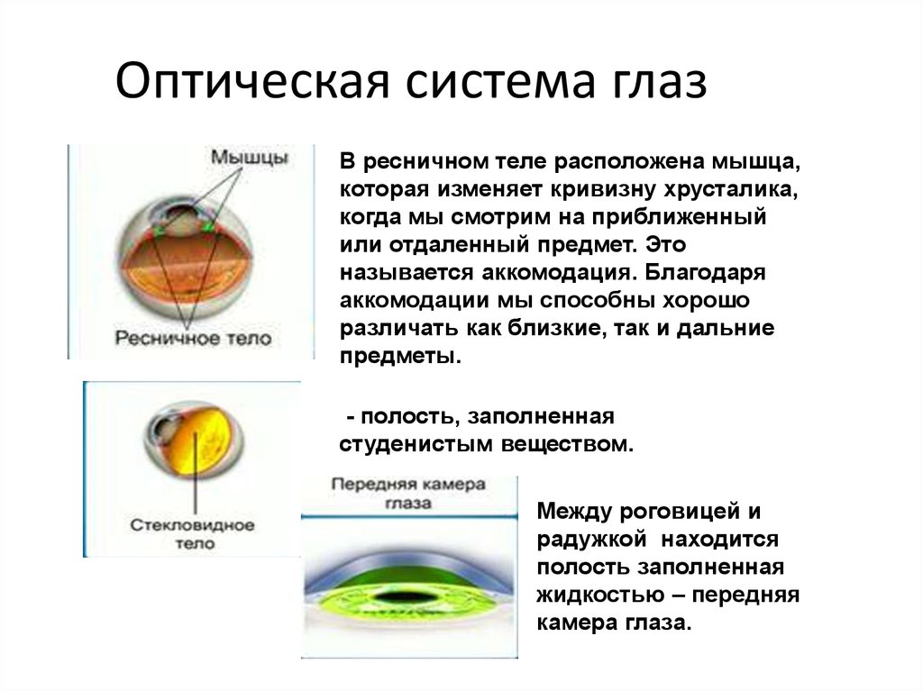 3 оптическая система глаза