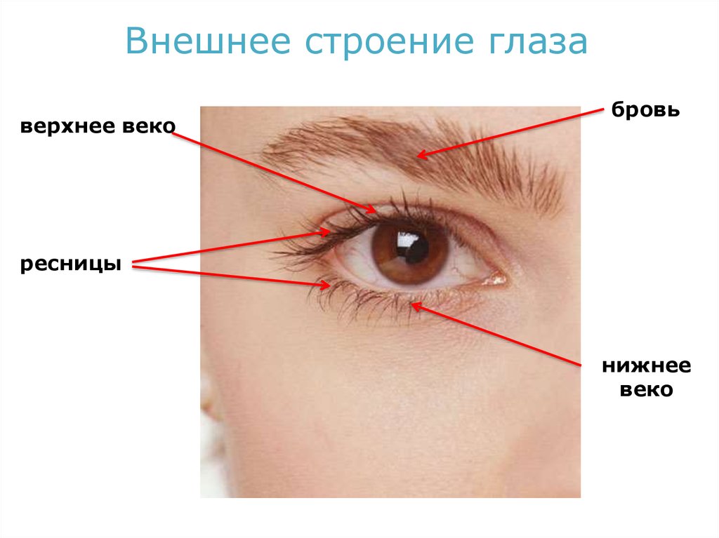 Почему болят глаза. Внешнее строение глаза. Наружный уголок глаза. Строение уголка глаза.