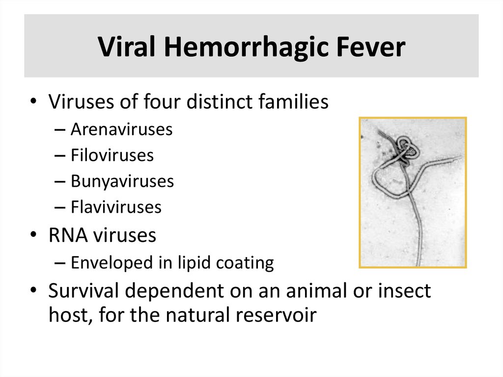 Viral Hemorrhagic Fever 