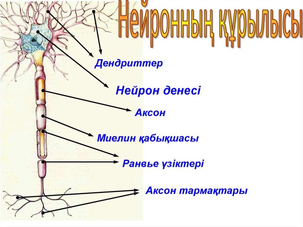 Биология очкур. Нейрон. Нейрон дегеніміз не. Аксоны нейронов. Нейрон құрылысы.