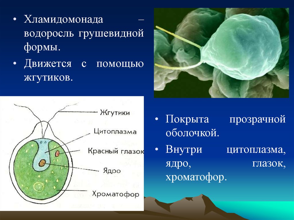 Строение водорослей 7 класс. Водоросль хламида Монада. Хламидомонада одноклеточная. Хламидомонада строение жгутика. Одноклеточная зелёная водоросль с двумя жгутиками.