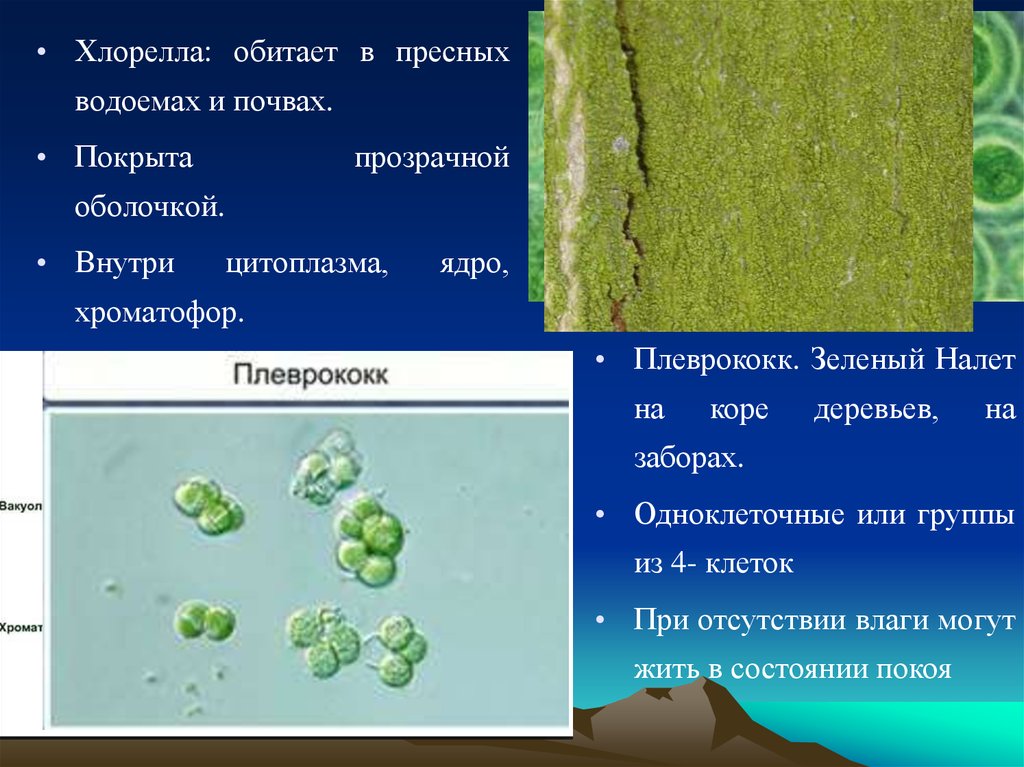 Хлорелла отличается. Зеленые водоросли хлорелла. Хлорелла плеврококк. Планктонная хлорелла это. Водоросль хлорелла характеристики.