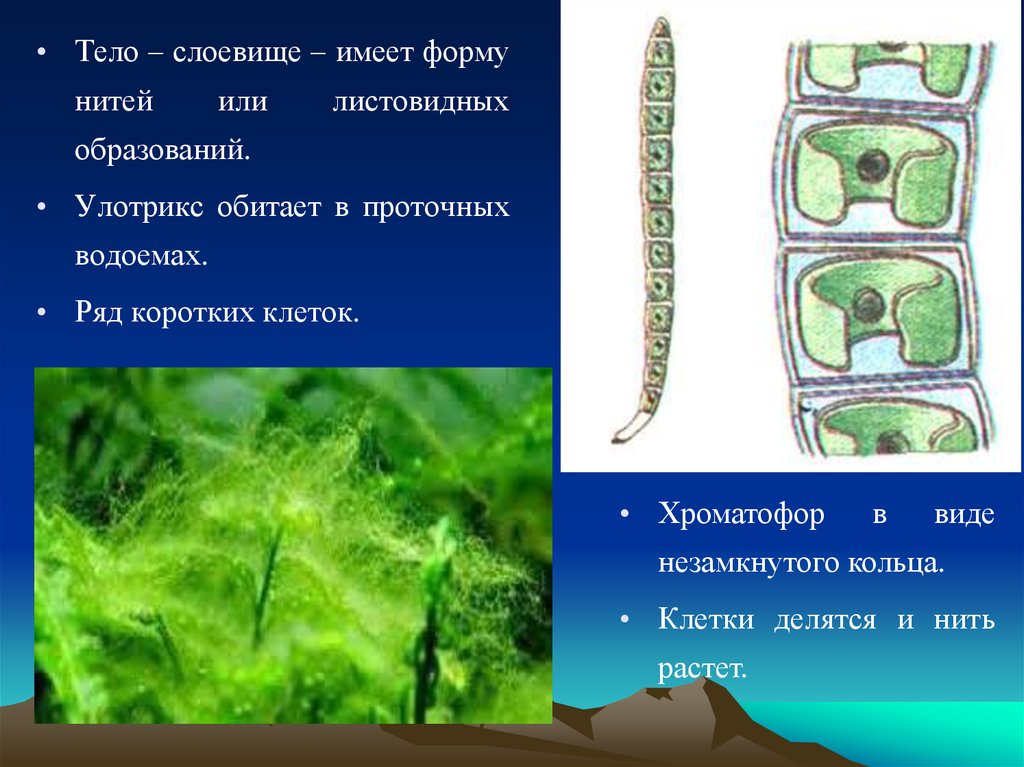 Многоклеточное слоевище. Улотрикс таллом. Хроматофоры водорослей улотрикс. Улотрикс пиреноид. Улотрикс клеточная стенка.