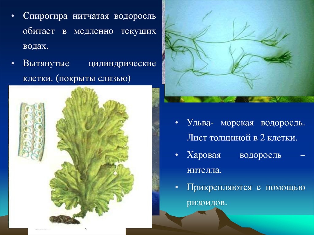 Многоклеточные водоросли состоят из большого числа. Харовой водоросли спирогиры. Нитчатая водоросль спирогира. Харовые водоросли Ульва. Ульва нитчатая водоросль.